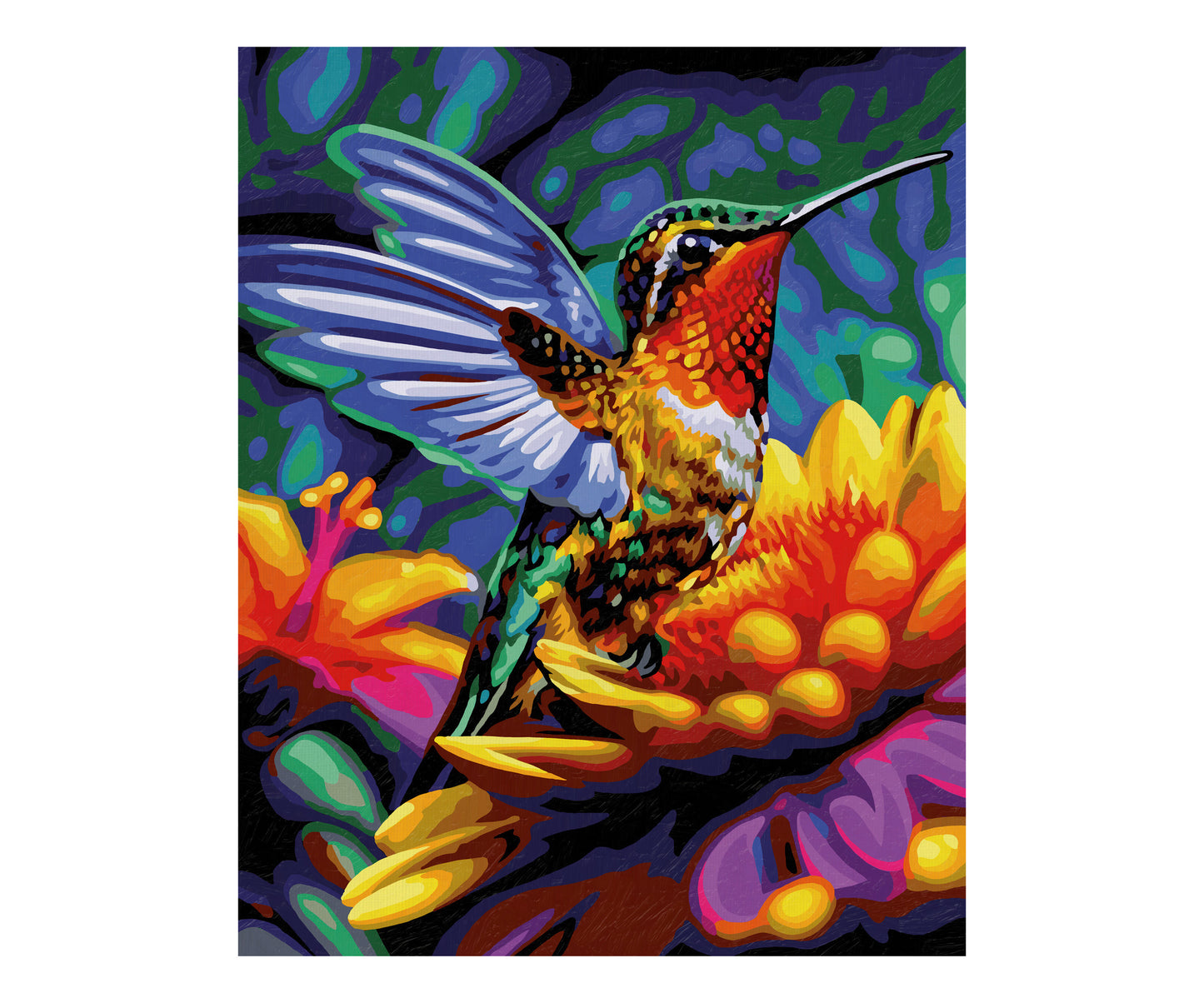 Schipper: Kolibri