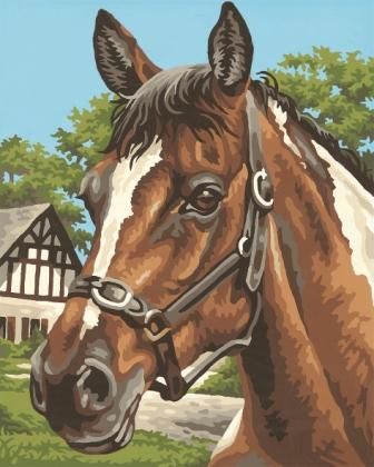 Schipper: Pferdeportrait